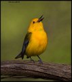 _6SB9975 prothonotary warbler